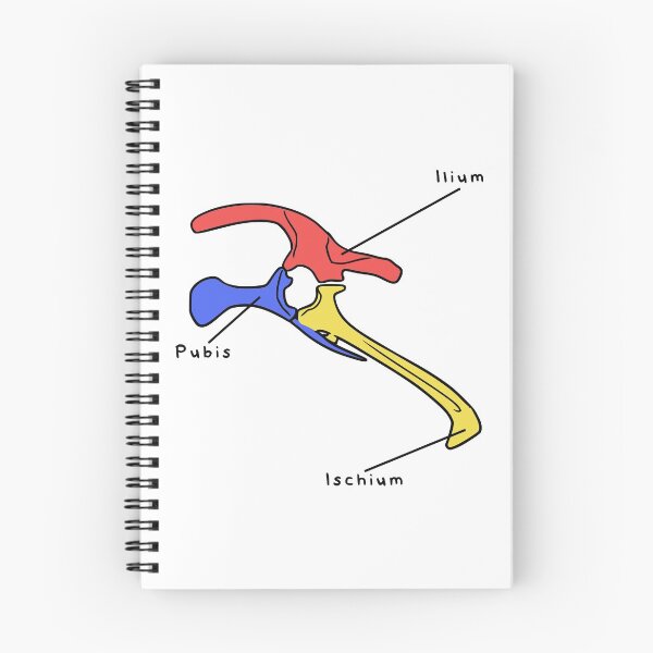 Item preview, Triceratops Pelvis (Colored & Labeled) designed and sold by peltigaan.
