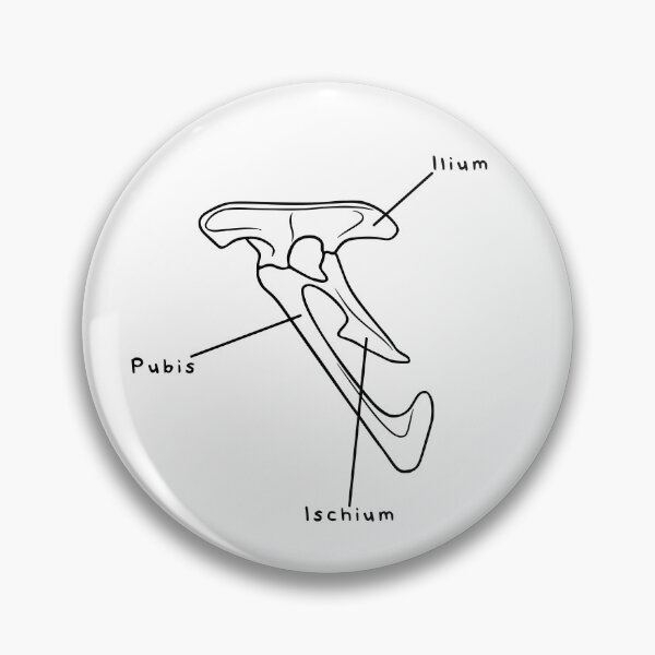 Item preview, Velociraptor Pelvis (Labeled) designed and sold by peltigaan.