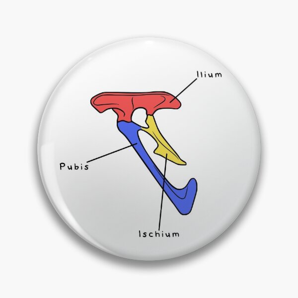Item preview, Velociraptor Pelvis (Colored & Labeled) designed and sold by peltigaan.