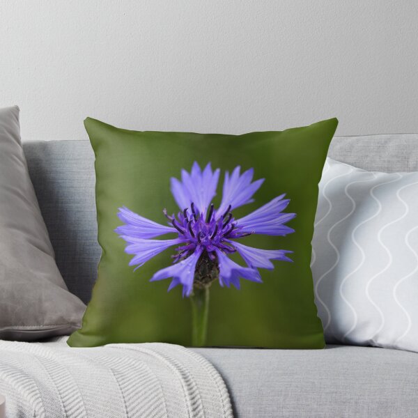 Item preview, Macro photo of a cornflower (Centaurea cyanus) designed and sold by Zosimus.