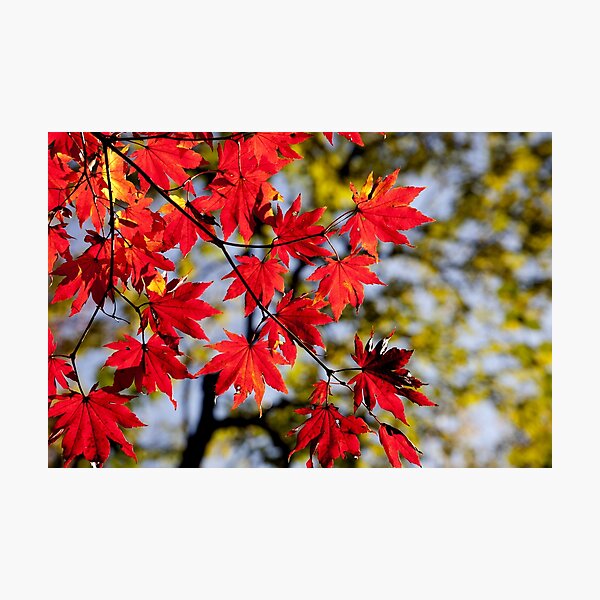 Item preview, Maple leaves designed and sold by Irina Polyanskaya.