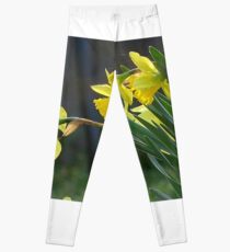 Daffodils Leggings