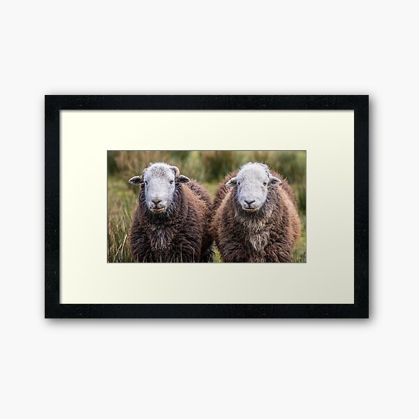 Item preview, Herdwick sheep designed and sold by sharoncarse.