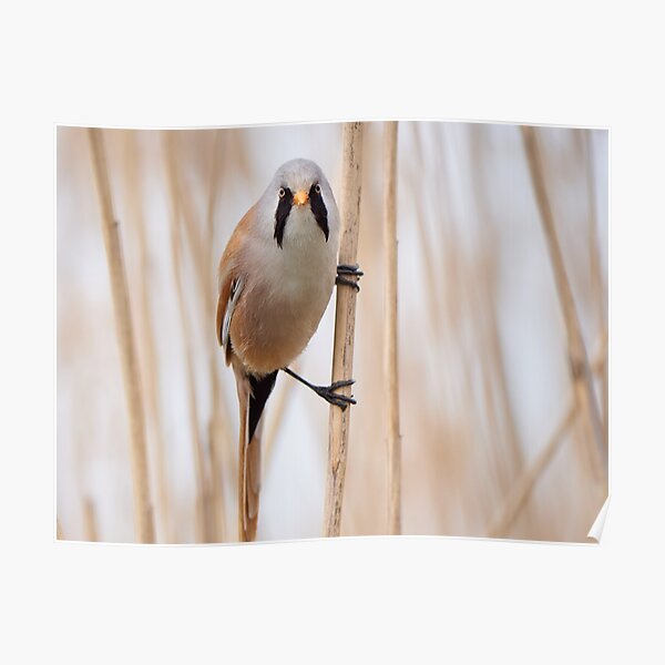 Bearded reedling hanging from a reed straw Poster