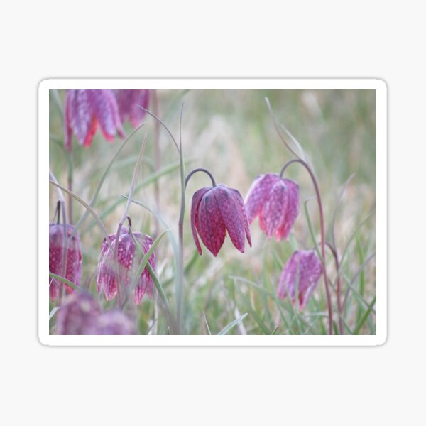 Snakeshead fritillaries Sticker