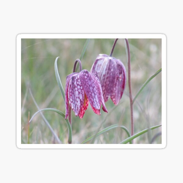 Snakeshead fritillary Sticker
