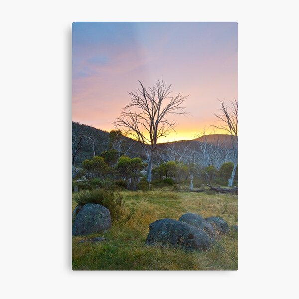 Morning Metal Print
