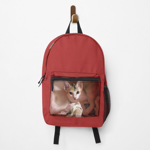 Item preview, A kitten and the mother cat inside a red bucket and the kitten is looking strait at the camera designed and sold by FCEalin.
