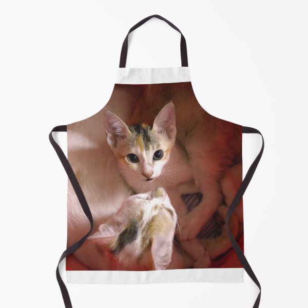 Item preview, A kitten and the mother cat inside a red bucket and the kitten is looking strait at the camera designed and sold by FCEalin.