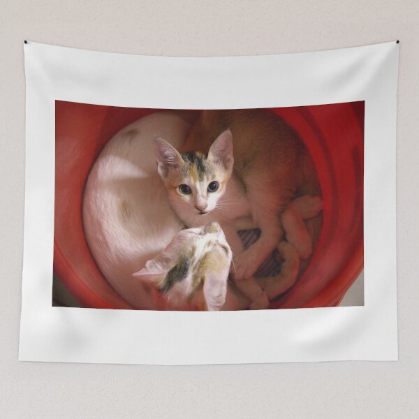 Item preview, A kitten and the mother cat inside a red bucket and the kitten is looking strait at the camera designed and sold by FCEalin.