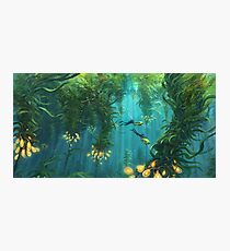 Exploring the Kelp Forest Photographic Print