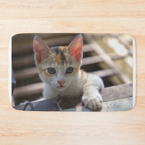 Item preview, A cute kitten looking strait at the camera from the house window designed and sold by FCEalin.