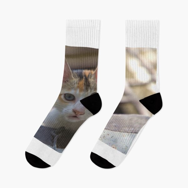 Item preview, A cute kitten looking strait at the camera from the house window designed and sold by FCEalin.