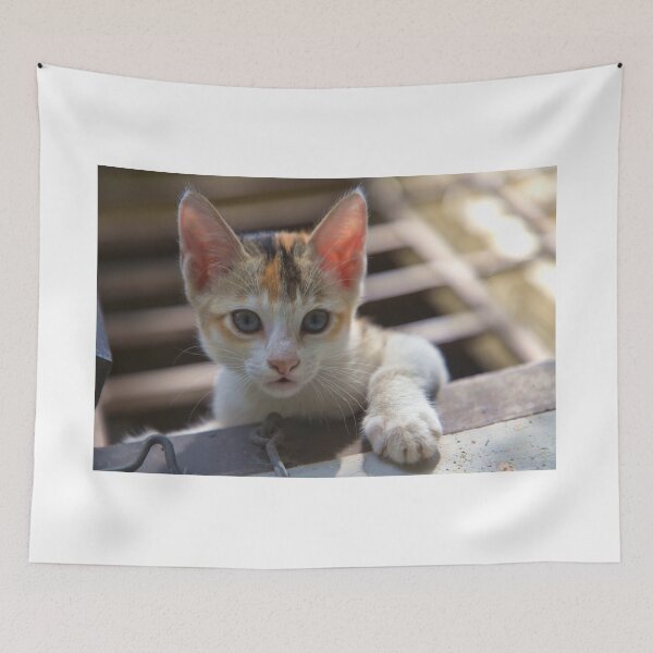 Item preview, A cute kitten looking strait at the camera from the house window designed and sold by FCEalin.