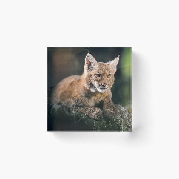 Item preview,   eurasian lynx canvas, eurasian lynx, animal, animals,  eurasian lynx wall art,  eurasian lynx artwork, wild, eurasian lynx art,  eurasian lynx painting designed and sold by eyesight4vision.