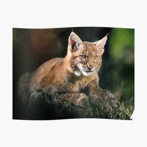 Poster Toile De Lynx Eurasien Lynx Eurasien Animal Animaux Art