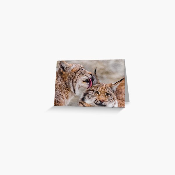 eurasian lynx canvas, eurasian lynx, animal, animals, eurasian lynx wall art, eurasian lynx artwork, wild, eurasian lynx art, eurasian lynx painting Greeting Card