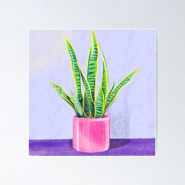 Item preview, Snake plant, mother-in-laws tongue houseplant (Sansevieria trifasciata) Illustration on Purple Table designed and sold by HersCreative.
