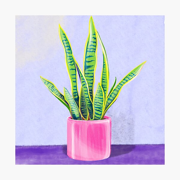 Item preview, Snake plant, mother-in-laws tongue houseplant (Sansevieria trifasciata) Illustration on Purple Table designed and sold by HersCreative.