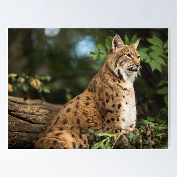 Siberian lynx best sale for sale