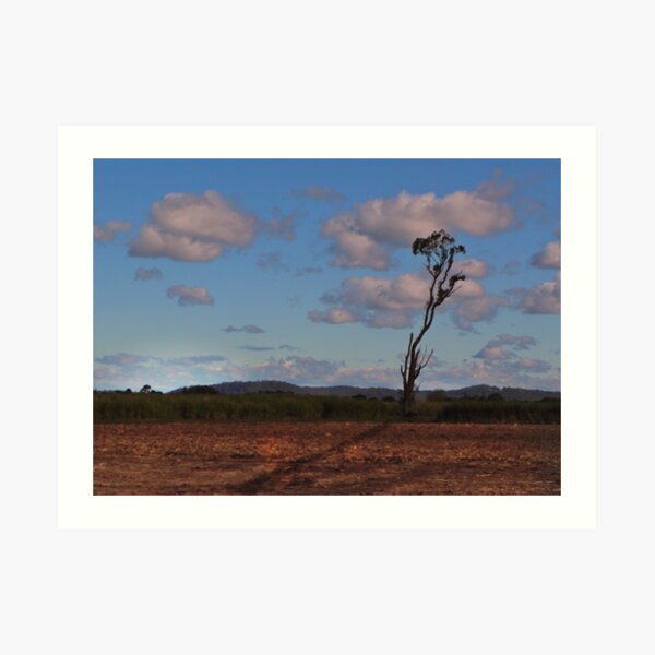 Standing alone in a cane field Art Print