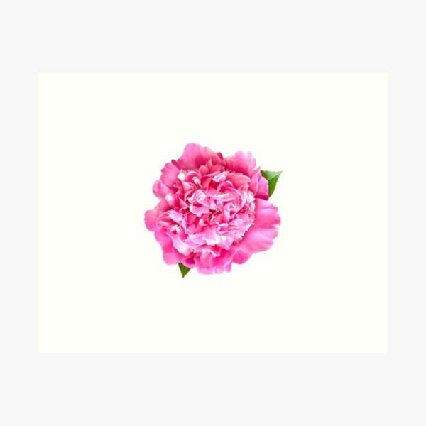 Item preview, Pink Peony Close-up designed and sold by InalterataArt.