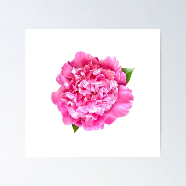 Item preview, Pink Peony Close-up designed and sold by InalterataArt.