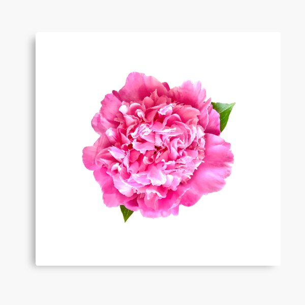 Item preview, Pink Peony Close-up designed and sold by InalterataArt.