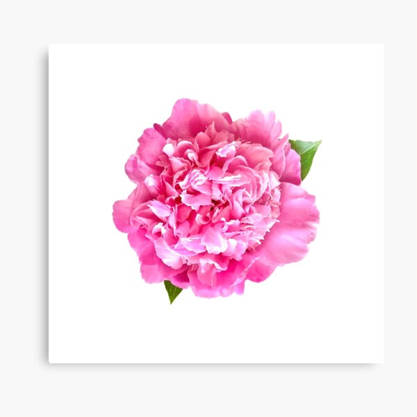 Item preview, Pink Peony Close-up designed and sold by InalterataArt.
