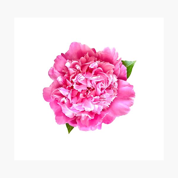 Item preview, Pink Peony Close-up designed and sold by InalterataArt.