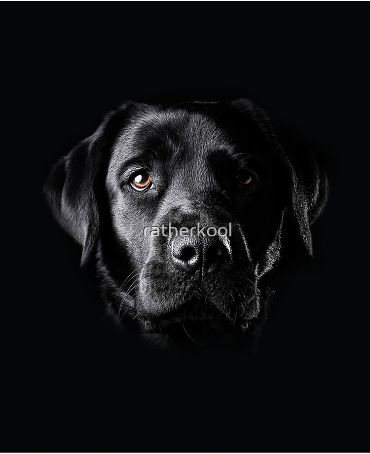 black lab face