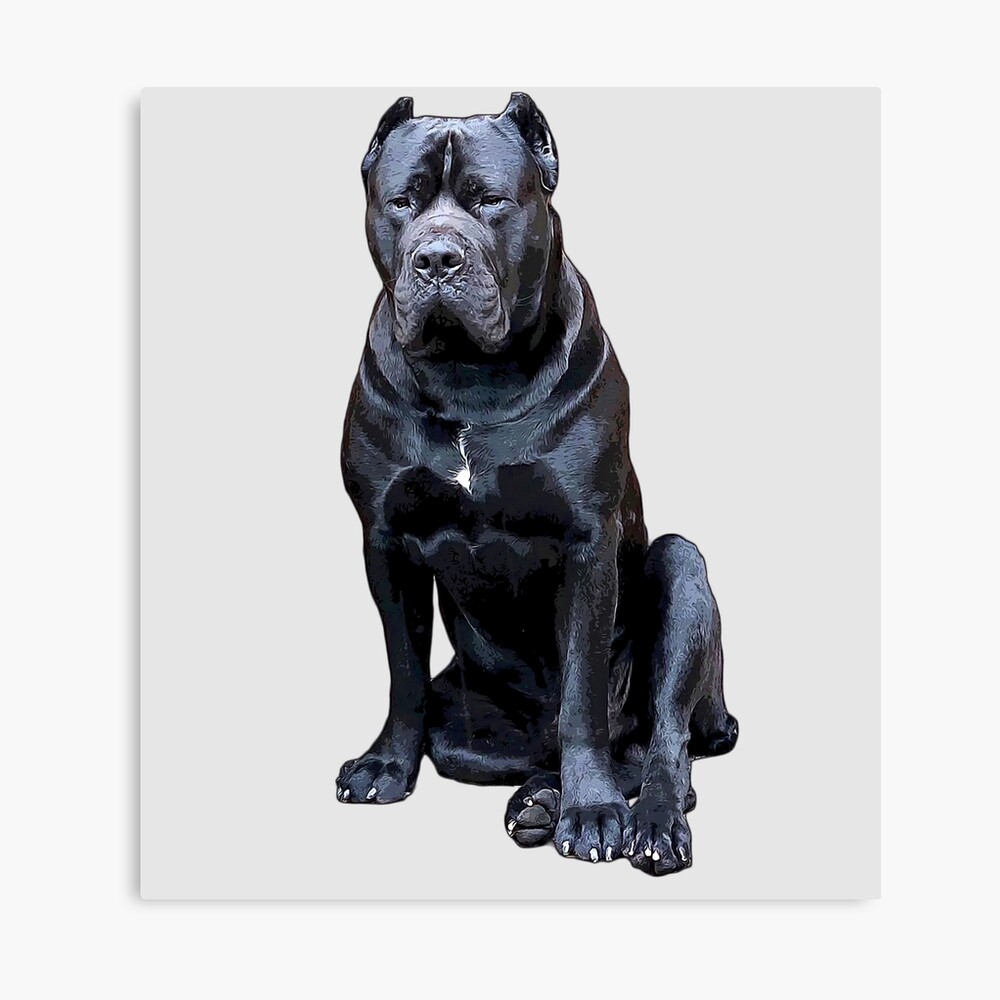  Cane Corso Impressie Guard Dog  Photographic Print