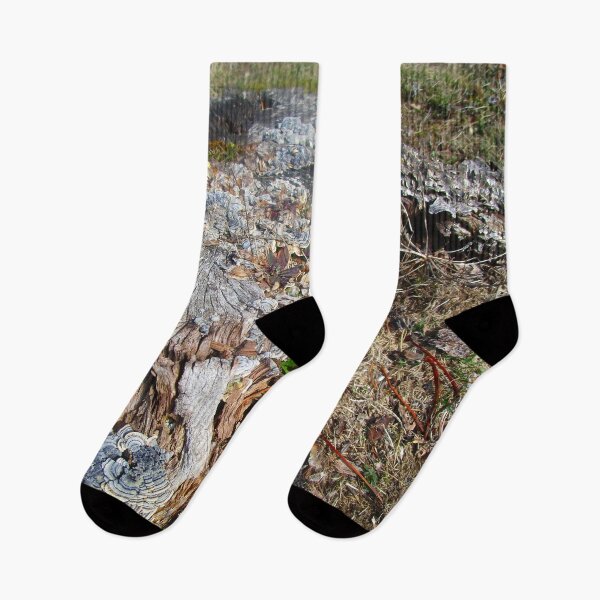 Item preview, 041921 Lichen on a tree stump.  designed and sold by Campbell Gallery.