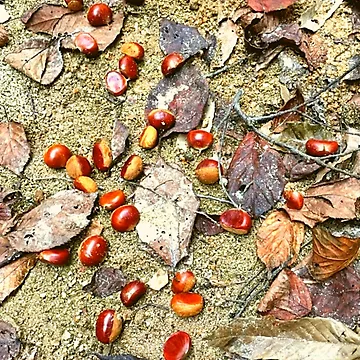 Artwork thumbnail, Fallen chestnuts by JenChoi