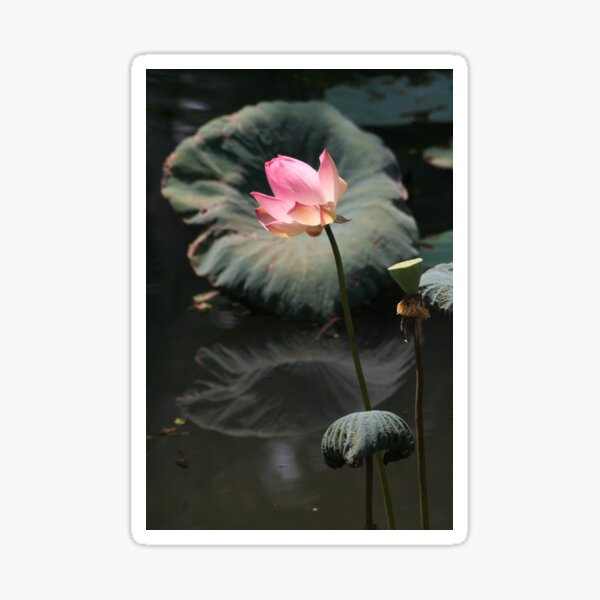 Lotus - 1 Sticker