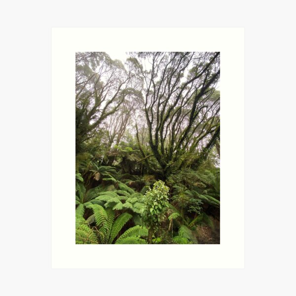 Item preview, Ferny landscape, The Otways, Victoria designed and sold by Roz McQuillan Fine Art & Photography.