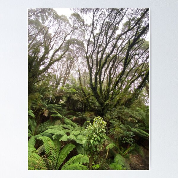 Item preview, Ferny landscape, The Otways, Victoria designed and sold by Roz McQuillan Fine Art & Photography.