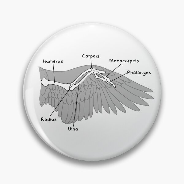 Item preview, Avian Bones (Labeled) designed and sold by peltigaan.