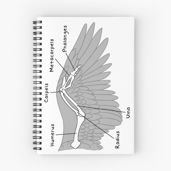 Item preview, Avian Bones (Labeled) designed and sold by peltigaan.