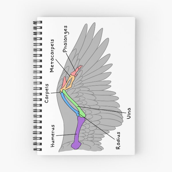 Item preview, Avian Bones (Colored & Labeled) designed and sold by peltigaan.
