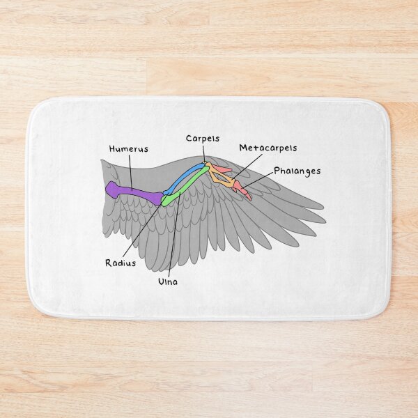 Item preview, Avian Bones (Colored & Labeled) designed and sold by peltigaan.