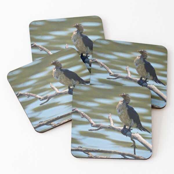 Item preview, Juvenile Pied Cormorant designed and sold by D-GaP.