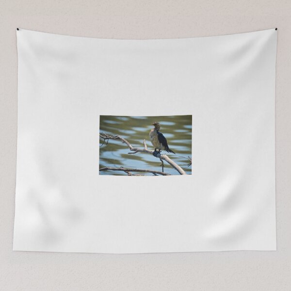Item preview, Juvenile Pied Cormorant designed and sold by D-GaP.