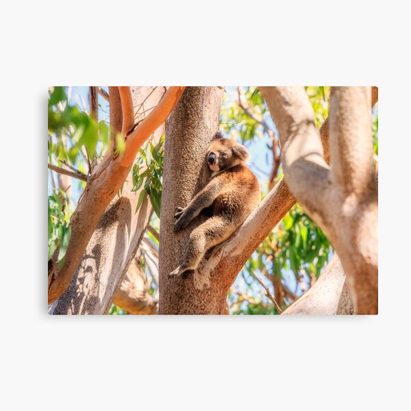 Item preview, Love My Tree, Koala, Yanchep National Park designed and sold by Dave Catley.