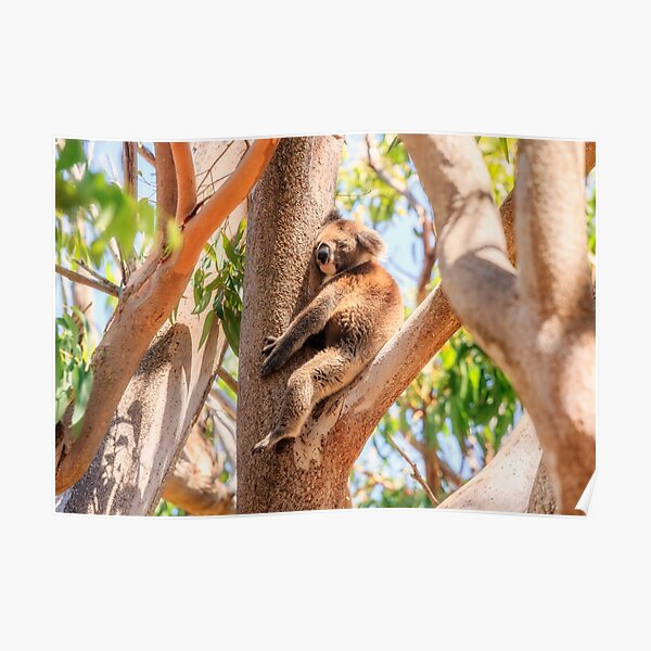 Love My Tree, Koala, Yanchep National Park Poster