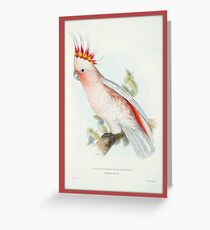 Leadbeater Cockatoo Bird Greeting Card
