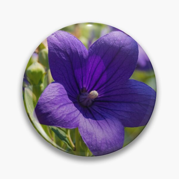 Item preview, Campanula Carpatica Flowers designed and sold by jojobob.