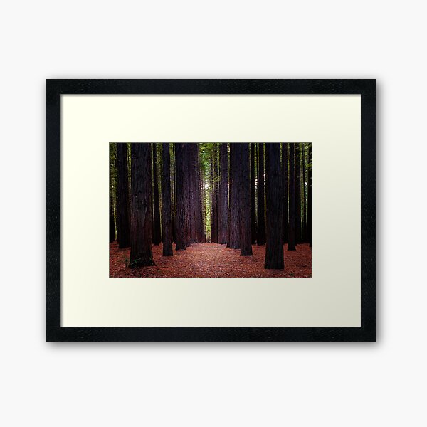 Item preview, Redwood Forest, Warburton, Victoria, Australia designed and sold by Scott Harty.
