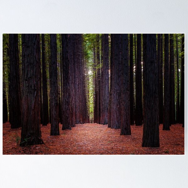 Item preview, Redwood Forest, Warburton, Victoria, Australia designed and sold by Scott Harty.