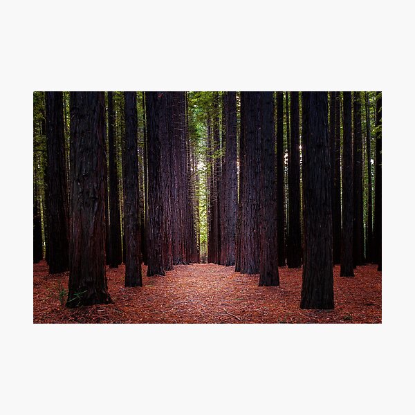 Item preview, Redwood Forest, Warburton, Victoria, Australia designed and sold by Scott Harty.